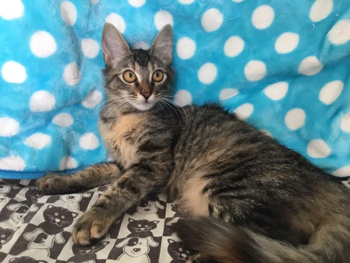 Gato ra a SRD idade 2 a 6 meses nome ARLEQUINA
