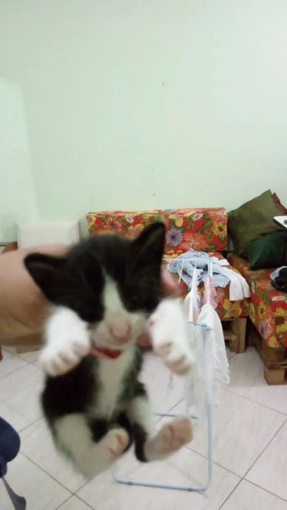 Gato raça  idade Abaixo de 2 meses nome Sasha 