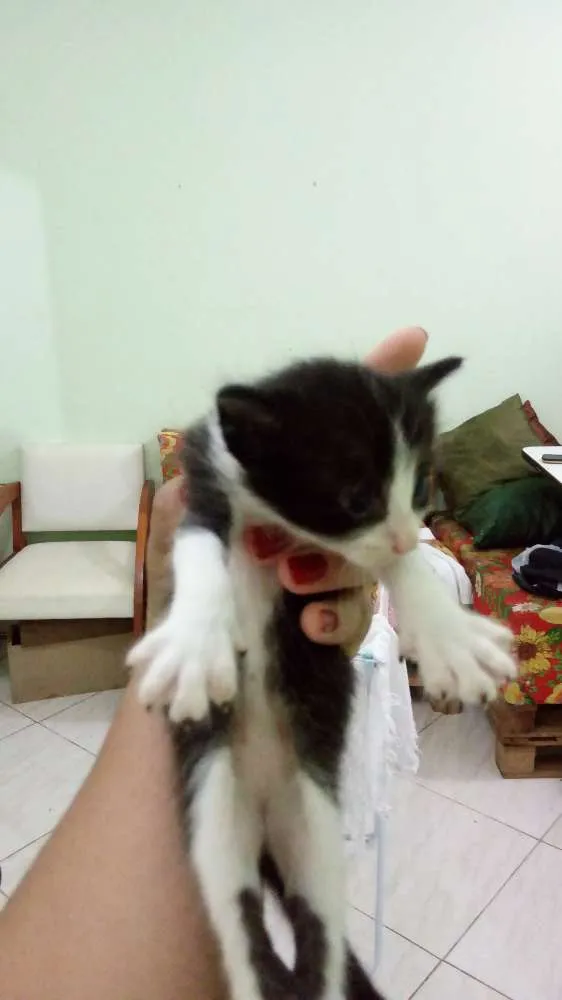 Gato raça  idade Abaixo de 2 meses nome Sasha 