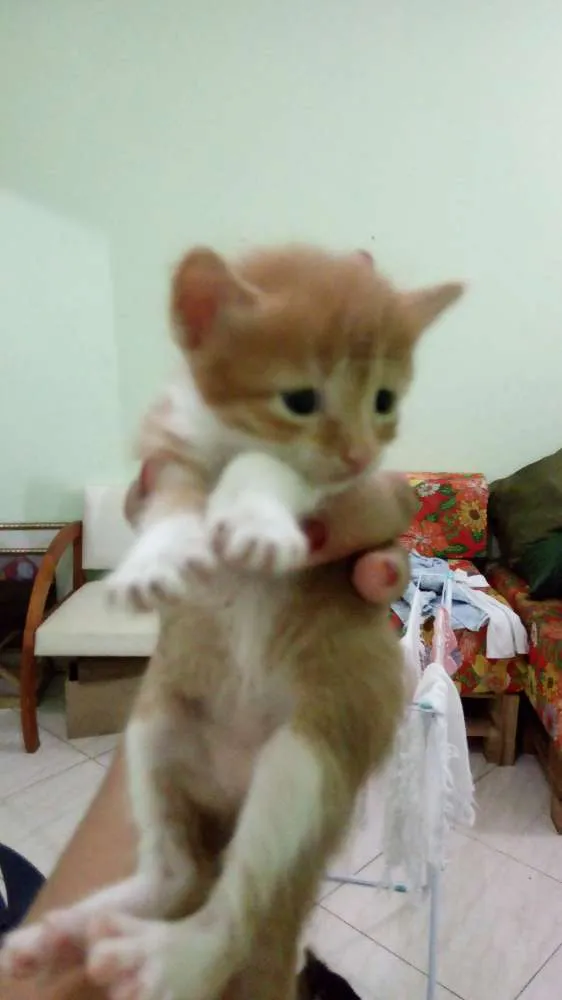 Gato raça  idade Abaixo de 2 meses nome Sasha 