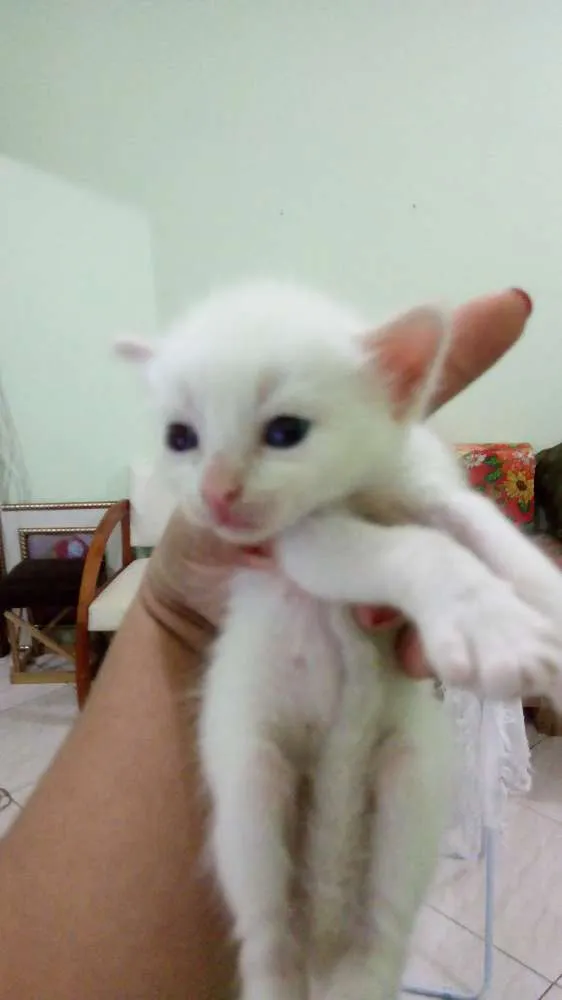 Gato raça  idade Abaixo de 2 meses nome Sasha 