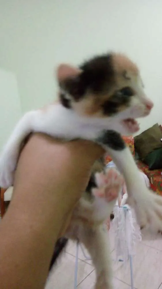 Gato raça  idade Abaixo de 2 meses nome Sasha 