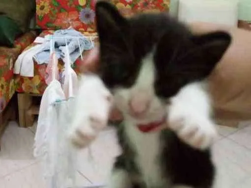 Gato raça  idade Abaixo de 2 meses nome Sasha 
