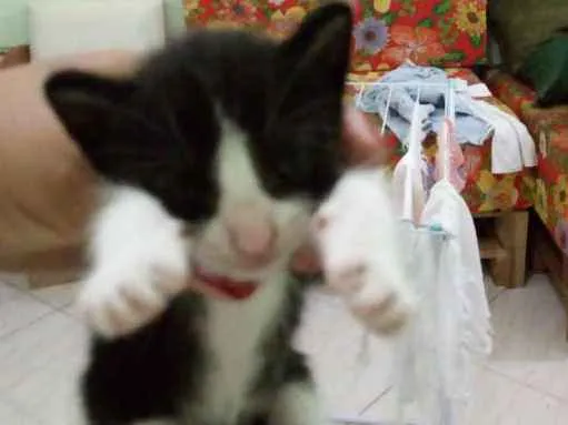 Gato raça  idade Abaixo de 2 meses nome Sasha 