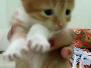 Gato raça  idade Abaixo de 2 meses nome Sasha 