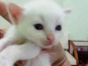 Gato raça  idade Abaixo de 2 meses nome Sasha 