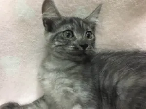 Gato raça SRD idade 2 a 6 meses nome SONHADOR