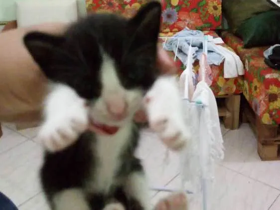 Gato raça  idade Abaixo de 2 meses nome Sasha 