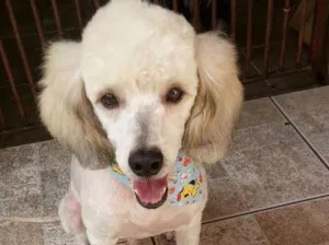 Cachorro raça  idade 2 anos nome Pepito
