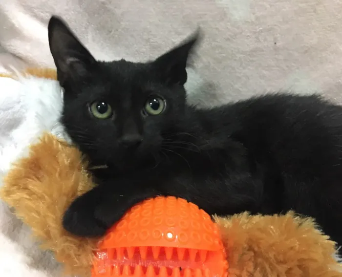 Gato ra a SRD idade 2 a 6 meses nome GÊNIO