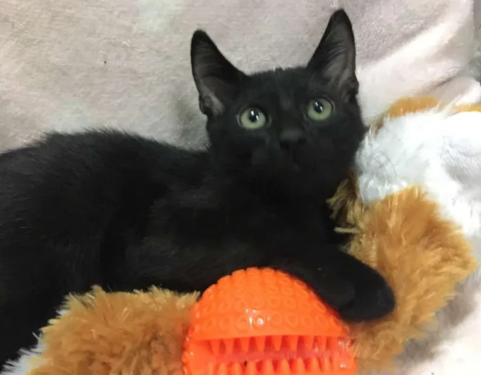 Gato ra a SRD idade 2 a 6 meses nome GÊNIO