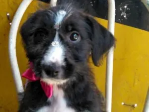 Cachorro raça Srd idade 2 a 6 meses nome Princesa 
