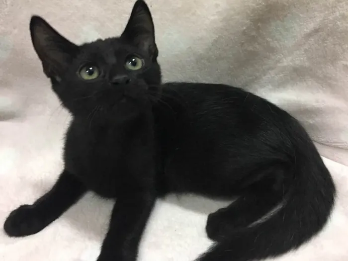 Gato ra a SRD idade 2 a 6 meses nome GÊNIO