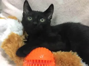 Gato raça SRD idade 2 a 6 meses nome GÊNIO