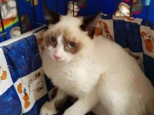 Gato raça  idade 2 a 6 meses nome Malbec