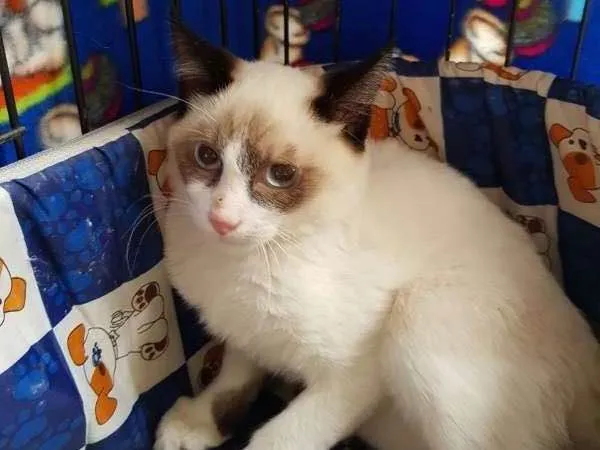 Gato ra a  idade 2 a 6 meses nome Malbec