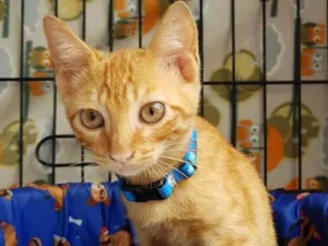 Gato raça  idade Abaixo de 2 meses nome Merlin