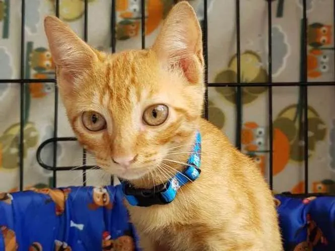 Gato ra a  idade Abaixo de 2 meses nome Merlin