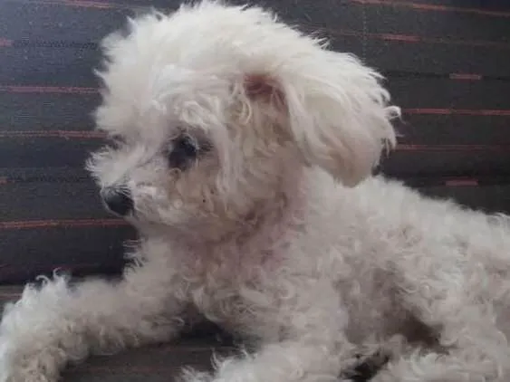 Cachorro ra a Poodle microtoy idade 6 ou mais anos nome Belinha