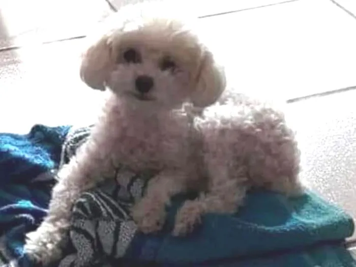 Cachorro ra a Poodle microtoy idade 6 ou mais anos nome Belinha