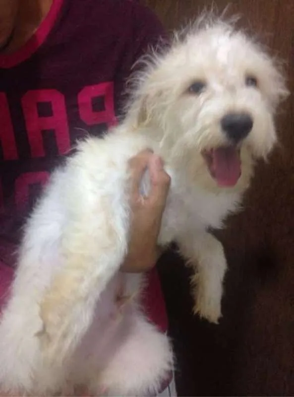 Cachorro raça Maltês idade 2 a 6 meses nome Nick
