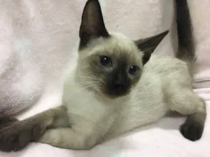 Gato raça Sialata idade 2 a 6 meses nome HABILIDOSO