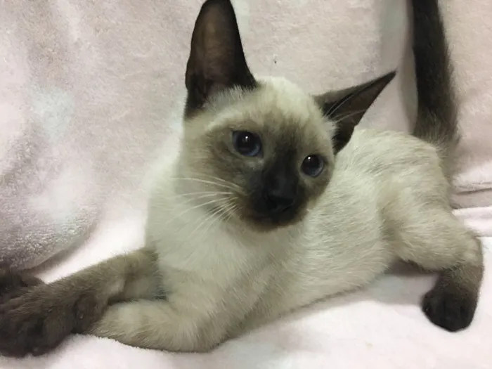 Gato ra a Sialata idade 2 a 6 meses nome HABILIDOSO