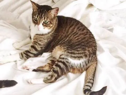 Gato ra a SRD idade 6 ou mais anos nome Marula