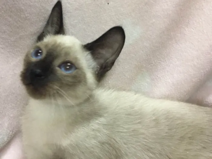 Gato ra a Sialata idade 2 a 6 meses nome HABILIDOSO