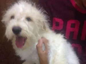 Cachorro raça Maltês idade 2 a 6 meses nome Nick