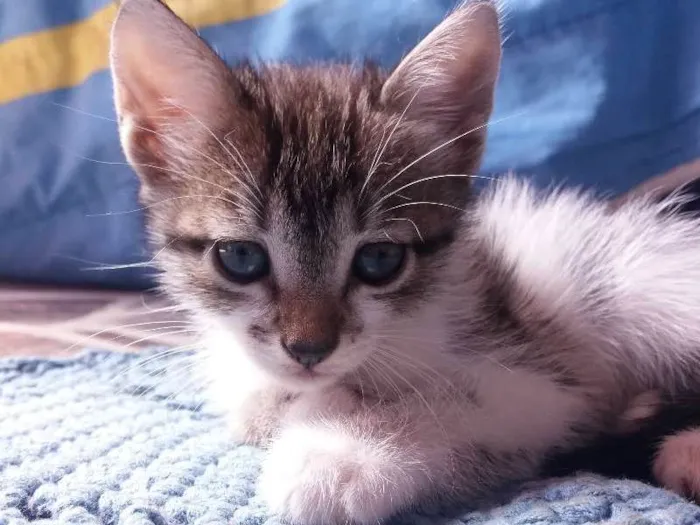 Gato ra a  idade 2 a 6 meses nome Sem nome