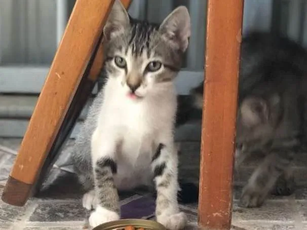 Gato ra a  idade 2 a 6 meses nome Sem nome