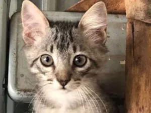 Gato raça  idade 2 a 6 meses nome Sem nome