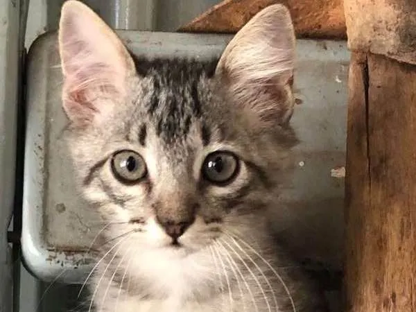 Gato ra a  idade 2 a 6 meses nome Sem nome