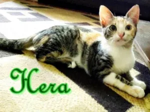 Gato raça SRD idade 2 a 6 meses nome Hera