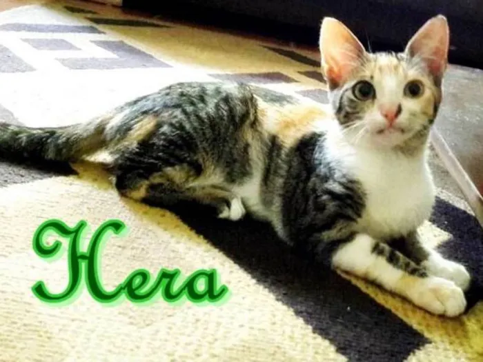 Gato ra a SRD idade 2 a 6 meses nome Hera