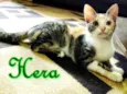 Hera