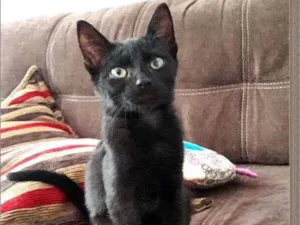 Gato raça SRD idade 2 a 6 meses nome Sancho