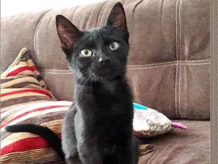 Gato ra a SRD idade 2 a 6 meses nome Sancho