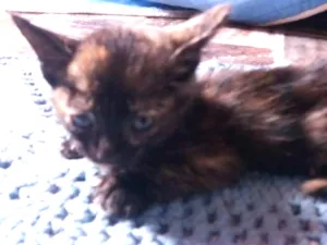 Gato raça  idade 2 a 6 meses nome Sem Nome