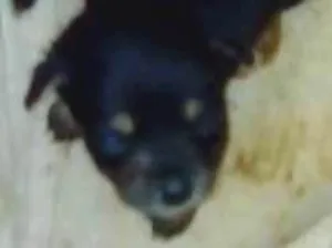 Cachorro raça Sem raça idade Abaixo de 2 meses nome Sem nome
