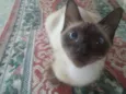 Gata