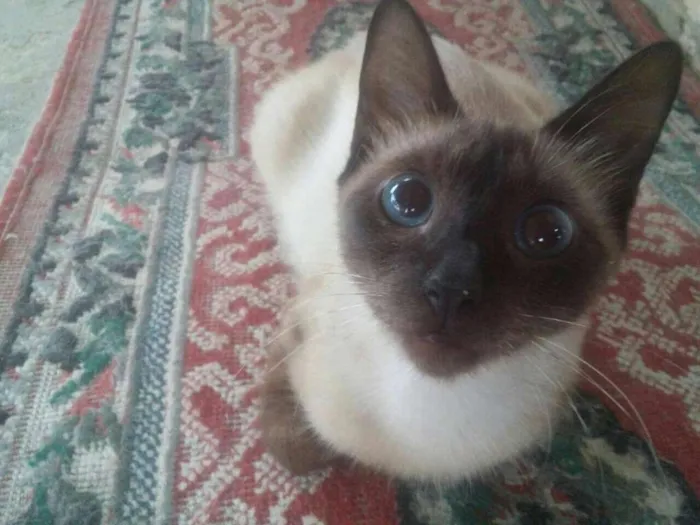 Gato raça mestiça idade 1 ano nome Gata
