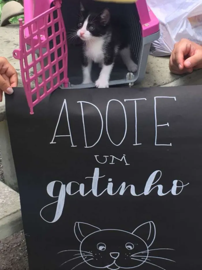 Gato raça Frajolinha idade Abaixo de 2 meses nome Afonso Pãozinho