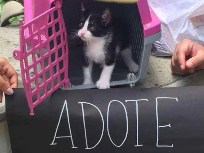 Gato raça Frajolinha idade Abaixo de 2 meses nome Afonso Pãozinho