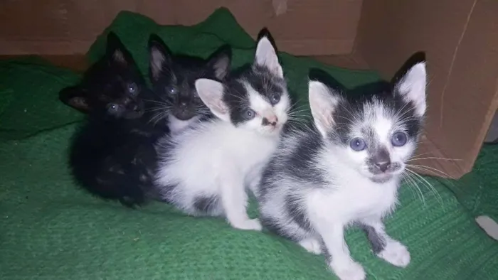 Gato ra a Vira lata idade 2 a 6 meses nome Sua escolha