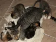 Felinos