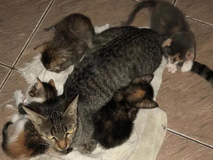 Gato ra a  idade Abaixo de 2 meses nome Felinos