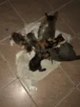 Felinos
