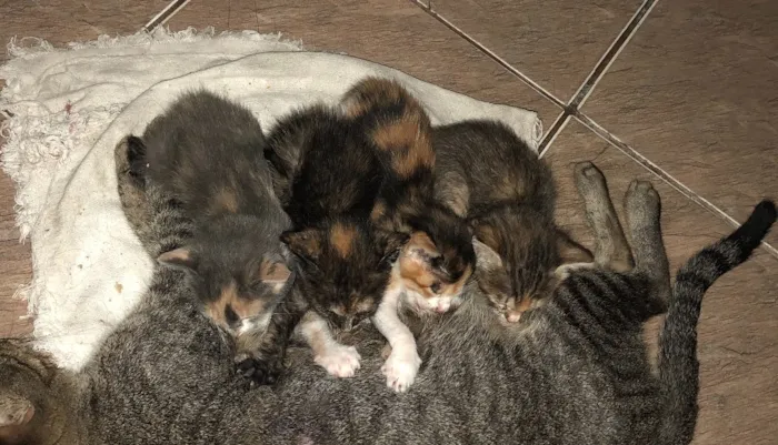 Gato ra a  idade Abaixo de 2 meses nome Felinos